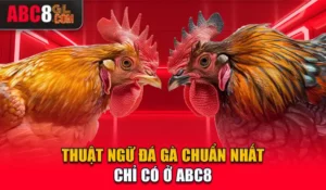 Thuật Ngữ Đá Gà Chuẩn Nhất Cược Thủ Cần Nắm Rõ Tại ABC8 Thuật Ngữ Đá Gà Chuẩn Nhất Cược Thủ Cần Nắm Rõ Tại ABC8