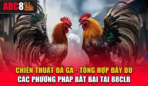 Chiến Thuật Đá Gà - Đầy Đủ Các Phương Pháp Bất Bại Tại ABC8 Chiến Thuật Đá Gà - Tổng Hợp Đầy Đủ Các Phương Pháp Bất Bại Tại 88CLB